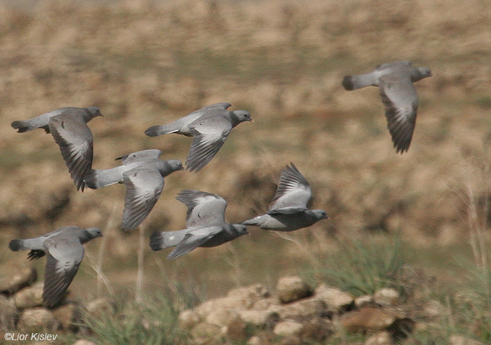 יונת עצים  Stock Dove Columba Oenas                               תל סאקי,רמת הגולן,ינואר 2009.צלם:ליאור כסלו